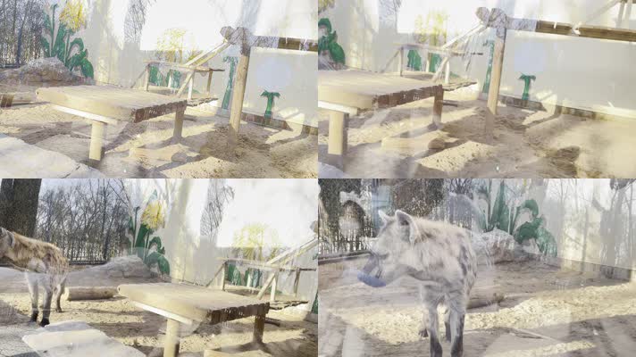 动物园里的鬣狗野狗野生动物 (2)