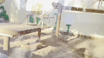 动物园里的鬣狗野狗野生动物 (2)