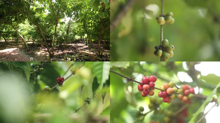 海南万宁兴隆咖啡树大量实拍精品镜头