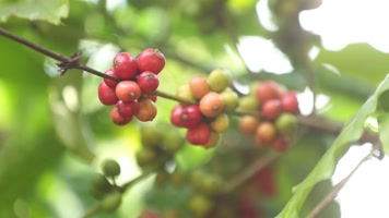 海南万宁兴隆咖啡树大量实拍精品镜头