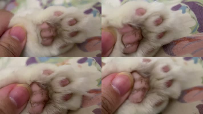 猫咪鼻子爪子微距特写 (2)
