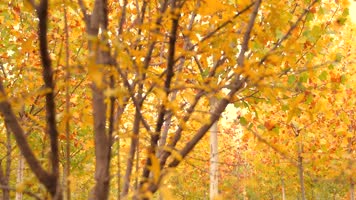 枫叶 秋天 树叶黄了 落叶