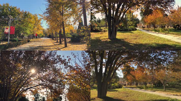 原创拍摄秋天公园自然景观 