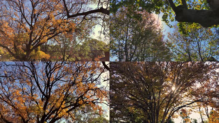 原创拍摄秋天公园自然景观