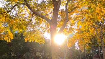 上海陆家嘴逆光唯美金色树叶