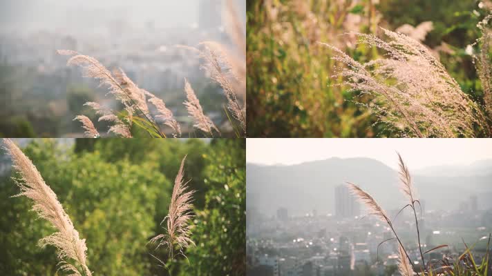 小清新芦苇多角度拍摄 