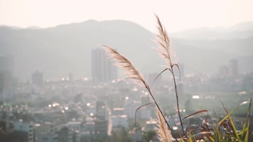 小清新芦苇多角度拍摄 