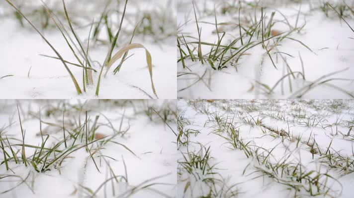 下雪的麦地