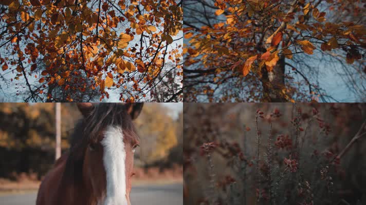 【4K】秋天景色