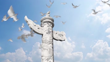 中华柱和平鸽白鸽飞翔鸽子飞过华表放飞梦想