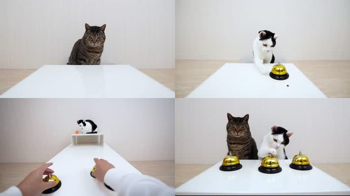 可爱小猫，小猫玩耍，小猫玩游戏