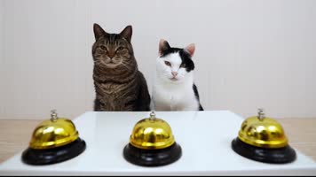 可爱小猫，小猫玩耍，小猫玩游戏