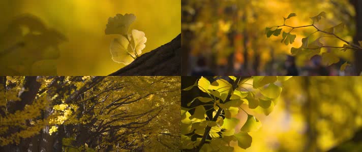 银杏银杏果秋意秋韵写意空镜头