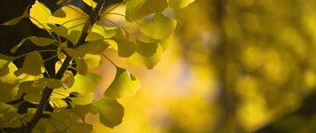 银杏银杏果秋意秋韵写意空镜头