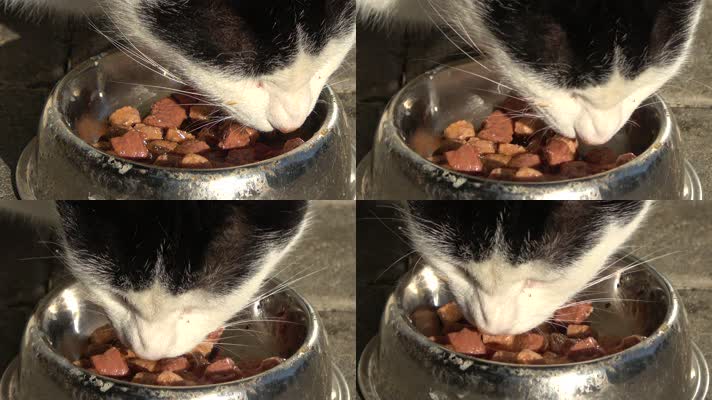 近距离拍摄的黑白猫吃从碗猫粮在一个阳光明