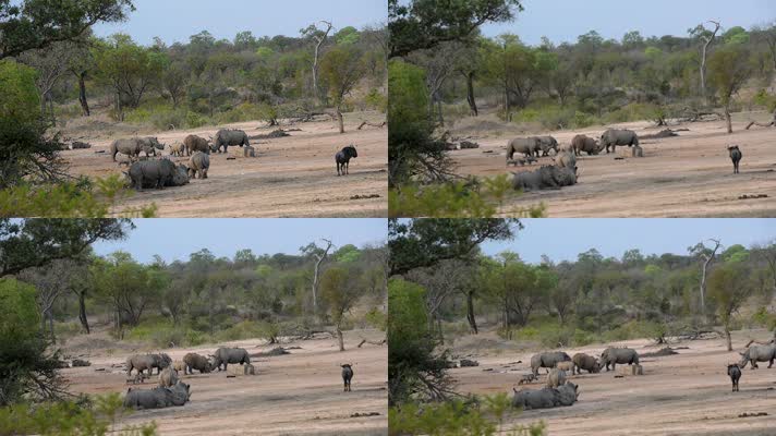 由于南非的干旱，一群白犀牛和疣猪、牛羚在