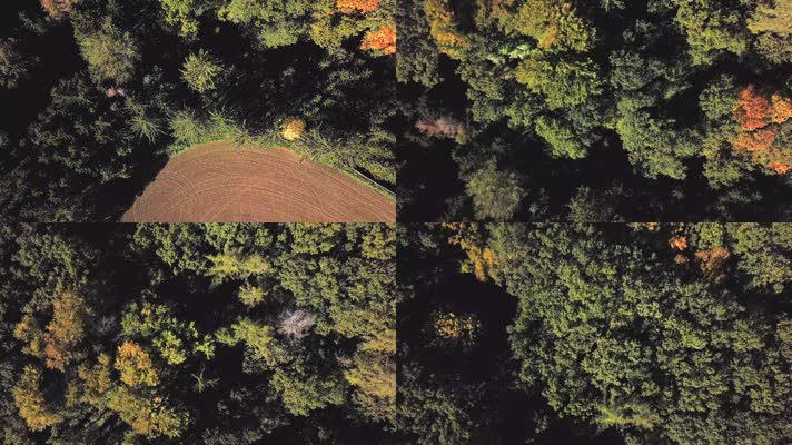 从空中俯瞰公园里的树木4k
