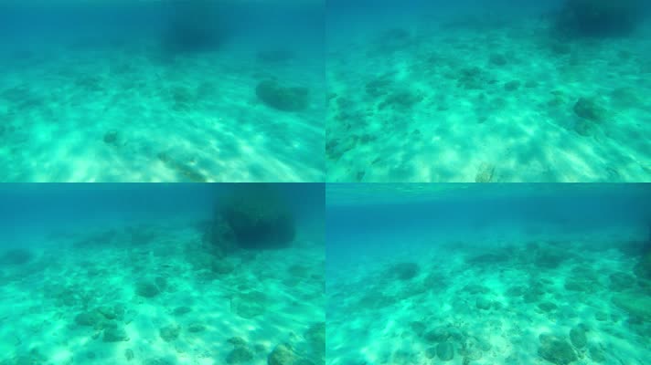 鸬鹚在科西嘉岛的大海里水下捕鱼
