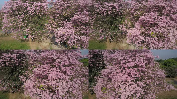 粉色喇叭树无人机拍摄的花园周围的人