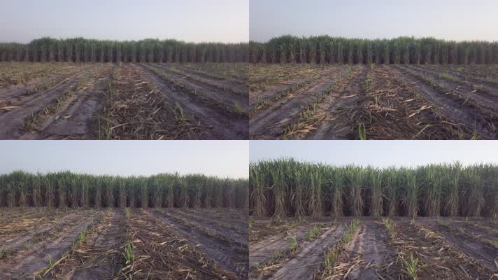 甘蔗种植园在低角度无人机前进轨道