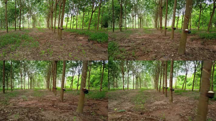 泰国橡胶树的镜头