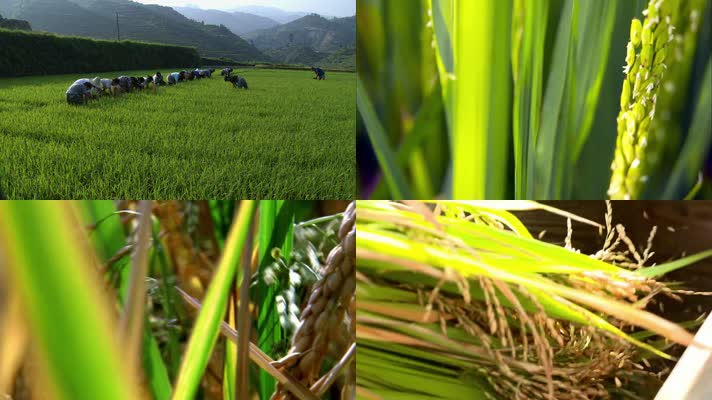 从水稻播种成熟丰收到变米饭的全过程