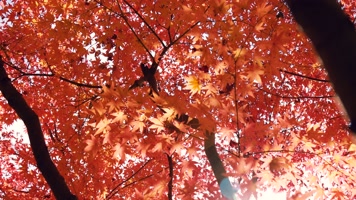 秋天的红枫叶 红枫叶