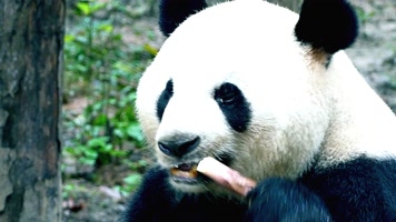 大熊猫