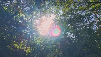 植物园森林公园自然山水