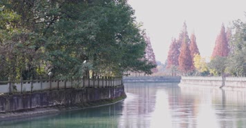 4k升格实拍两三白鹭河水唯美景合集红枫叶