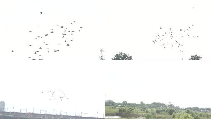 湿地湖泊上空大群飞鸟翱翔