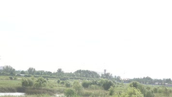 湿地湖泊上空大群飞鸟翱翔