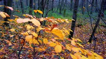 【4K】秋天森林