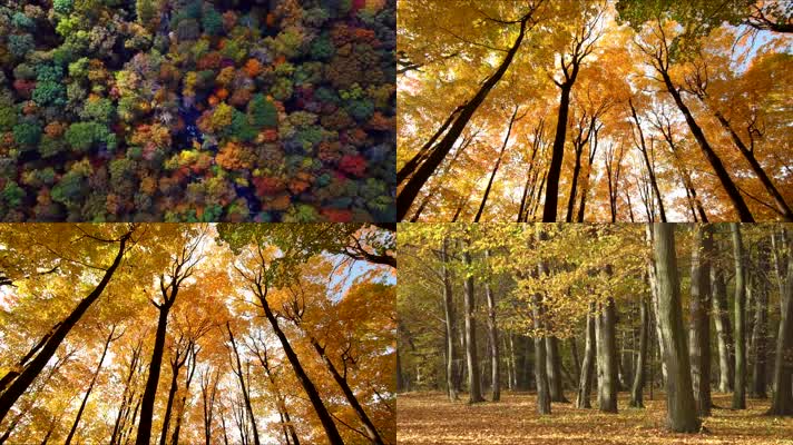 【4K】森林秋景