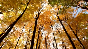 【4K】森林秋景