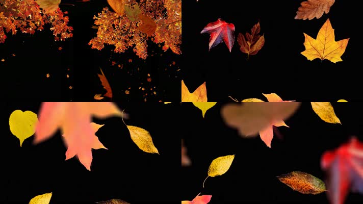 【4K】秋叶飘落动画