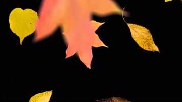 【4K】秋叶飘落动画