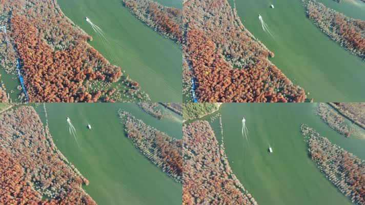 航拍安徽宣城湖面的红色落羽杉