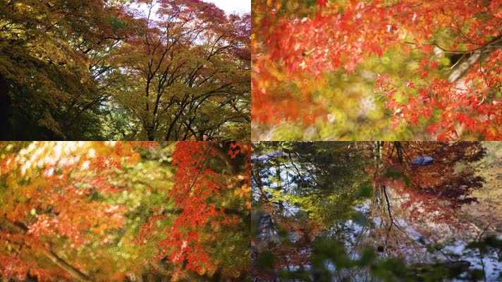 【4K】秋天枫叶