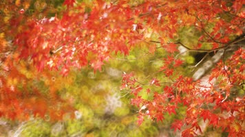 【4K】秋天枫叶