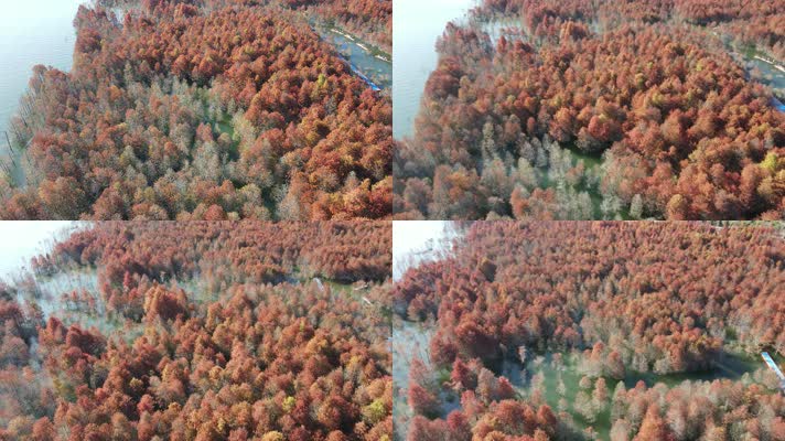  航拍安徽宣城湖面的红色落羽杉