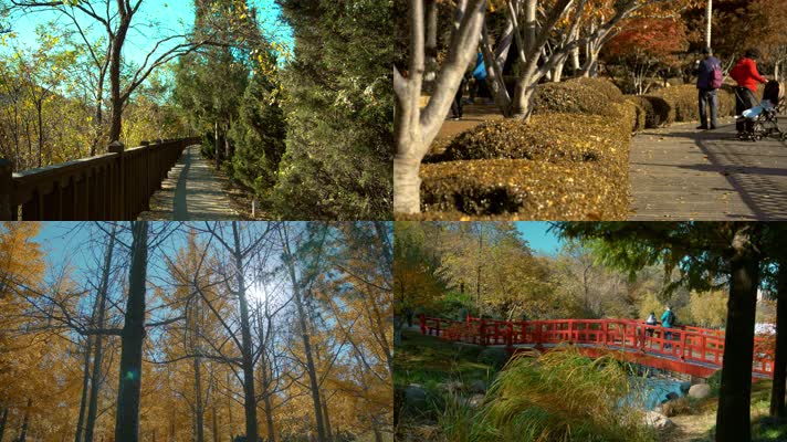 原创拍摄2020城市公园植物园秋天景色