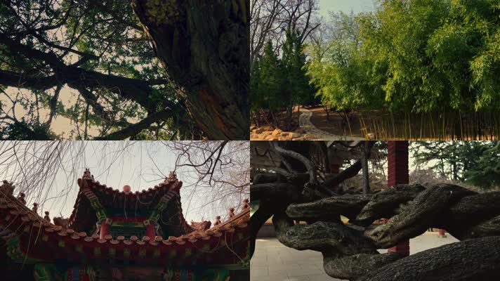 原创拍摄冬季公园园林景观