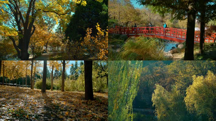 原创拍摄2020城市公园植物园秋天景色