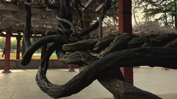 原创拍摄冬季公园园林景观