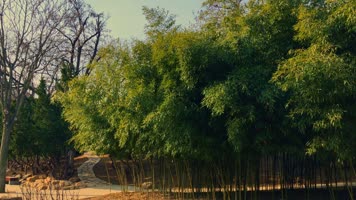 原创拍摄冬季公园园林景观