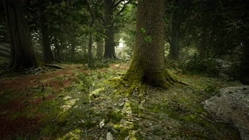 三维动画热带森林密林自然风光