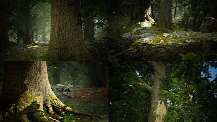 三维动画热带森林密林自然风光