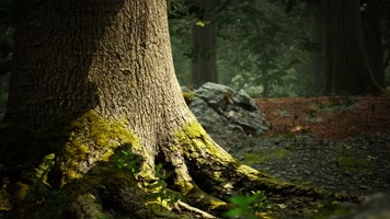 三维动画热带森林密林自然风光 三维动画热带森林密林自然风光