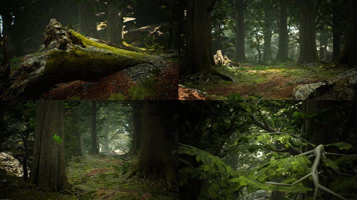 三维动画热带森林密林自然风光